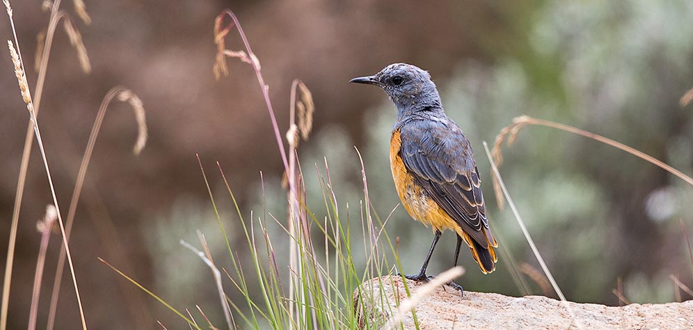 Sentinel Rock Thrush male